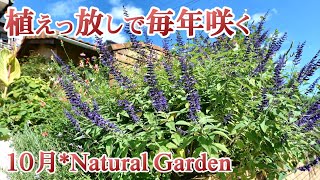 【毎年咲く！】植えっ放しで楽しむ１０月の庭と季節の一年草/秋らしいホッとできる庭の植栽を目指す/ガーデニング