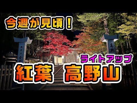 【紅葉　高野山】見頃は今週⁉急げ！昼の紅葉　夜の紅葉ライトアップ