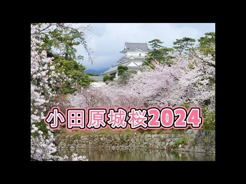 見逃せない！小田原城址公園の桜が2024年も最高に美しい