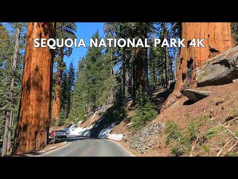 Sequoia National Park Scenic Drive | Generals Highway 4K Driving Tour