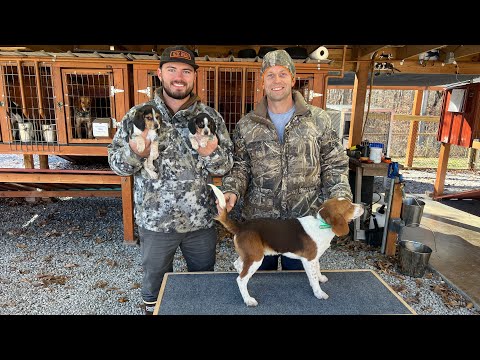 World Champion Rabbit Dogs| Picking Up My Beagles From Walnut Creek Kennels