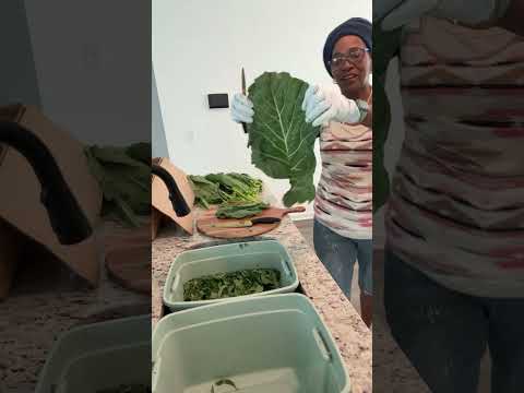 RASTA QUEEN $treasie1 is live! This is how I clean my Collard Greens 🥬