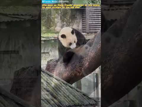 莽小五一出场直奔大树 As soon as Mang Xiaowu appeared on the scene, he went straight to the big tree#giantpanda