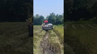 #harvester #automobile #buhayfarmer #buhaybukid #buhayprobinsya #viralmusicvideo #viralvideo