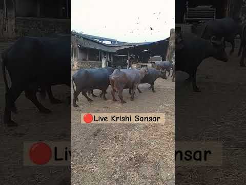 Morning live Krishi Sansar. #cow #buffalobusiness #buffalo #dairyfarming .