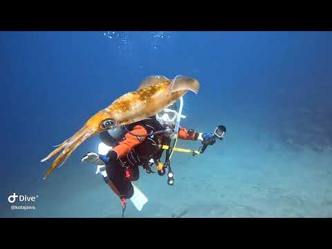 伊豆の海！井田でダイビング！春の海！アオリイカの産卵を楽しんできましたよぉ！