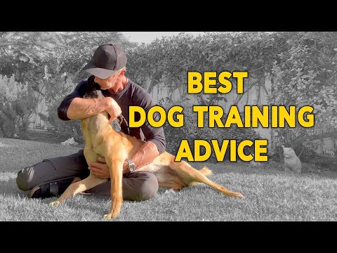 Best Dog Training Advice - Don’t Compare Your Dog to Dogs on Social Media