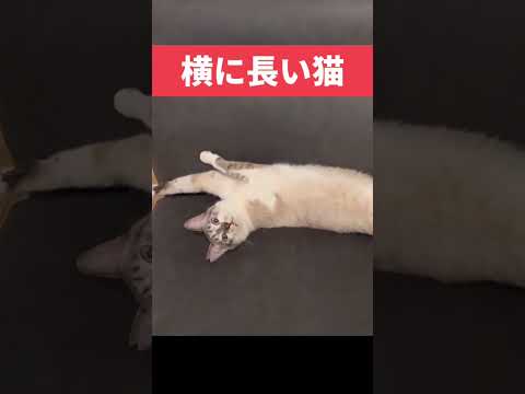 横に長い猫。 a long cat #shorts