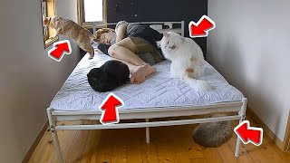 【モニタリング】主が寝ている時、猫は何をしているのか？