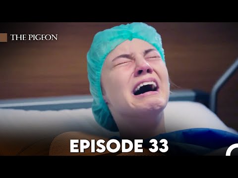 The Pigeon Episode 33 (FULL HD)