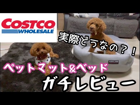 【コストコ】ペットマット&ベッドのガチレビュー（トイプードル）