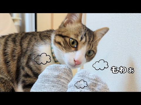 飼い主の足が臭いと気付いた猫はこうなりましたw