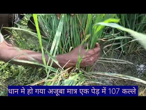 मंसूरी धान ने तोड़ दिया सारा रिकार्ड #धान #मंसूरी धान #107 कल्ले धान मे #agri #agriculture #