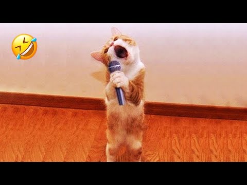 Funniest Animals 2024 😂 Best Funny Cats and Dogs 😹🐶 Part 8