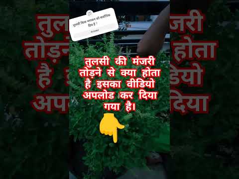 तुलसी की मंजरी का अनोखा राज