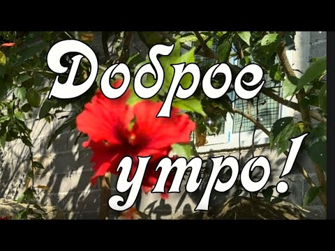 Доброе утро! Хорошего дня! Прекрасного настроения! 🌞