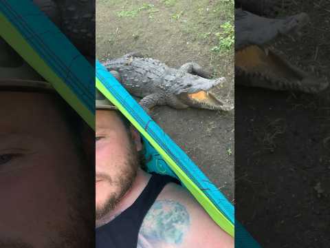 Turbo the American Crocodile! #youtubeshorts #shorts #crocodile #jamaica