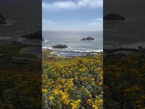 The Sutro Baths in Lands End, SF, was a large, privately owned public swimming pool complex in 1894!