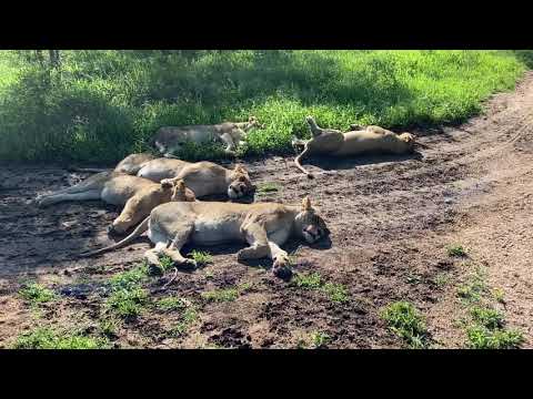 Pride of lions sighting video