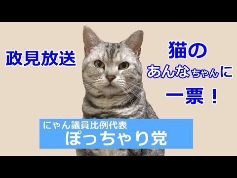 【政見放送】にゃん議員選挙　猫姉妹あんなちゃん！おしゃべりペット