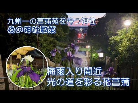 【花便り】九州一の菖蒲苑を持つ神社　100種１０万株の江戸菖蒲　宵闇の中灯りに照らされる楚々とした佇まいの艶姿　宮地嶽神社菖蒲まつり