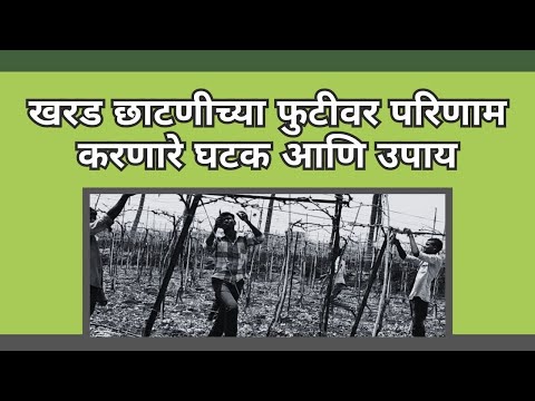 खरड छाटणीच्या फुटीवर परिणाम करणारे घटक आणि उपाय | शेतकरी माझा