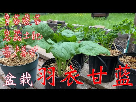 【渔耕笔记】盆栽羽衣甘蓝 家庭种植蔬菜之王 健身超级食物 How to Grow Kale in Containers