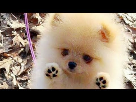 Cutest Pomeranian Puppies Compilation