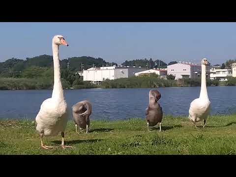 Swan's Family - this morning  VID 2024-07-23 074121455