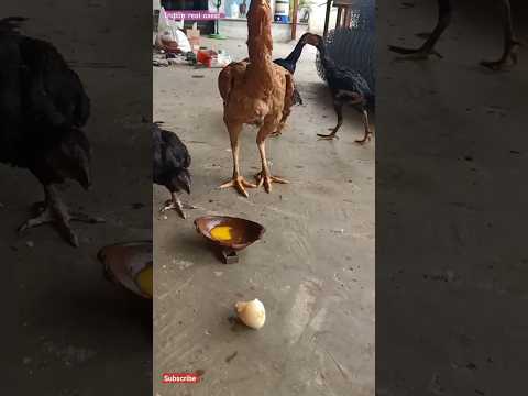 aseel eating egg