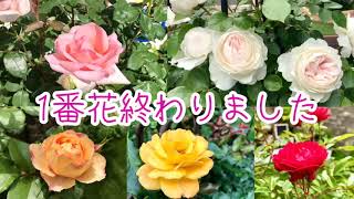 バラ（薔薇）1番花　写真集　クリスティアーナ・メルヘンケーニギン・ベビーロマンティカ・マザーズデイ ・サハラ ・エクレール ・コーヒーオベーション