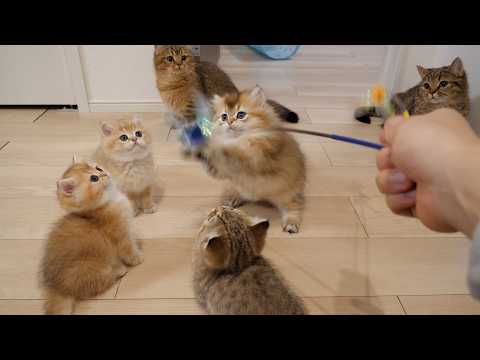 This was the only way I could think of to play with 6 cats at the same time...