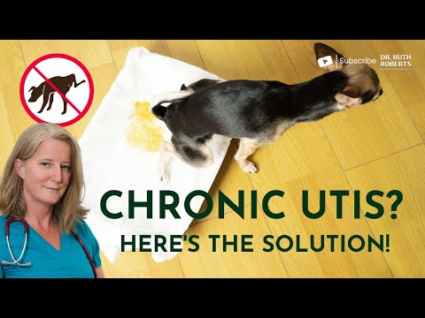 Discover how Debbie, a Certified Holistic Pet Health Coach solved her dogs’ UTI issues!