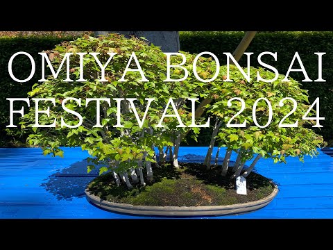 41th Omiya Bonsai Festival 2024 - 第41 回 大宮 大盆栽まつり