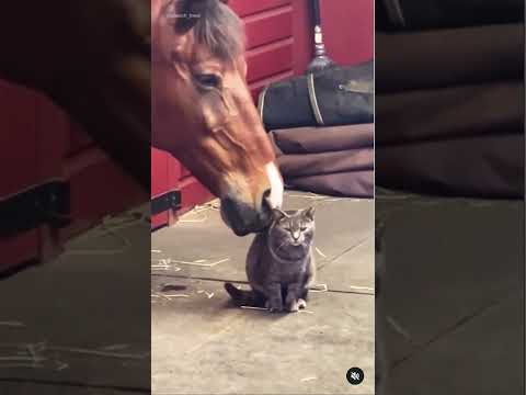 Heartwarming Horse and Cat Friendship  #cat #animals #catlovers