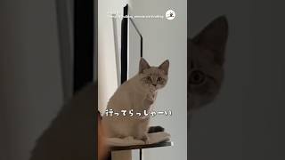 【バイバイ】お見送りするニャンコさん｜PECO #猫 #愛猫家 #猫動画 #猫のいる暮らし #猫のいる生活 #cat #catlover #catvideos #catlife