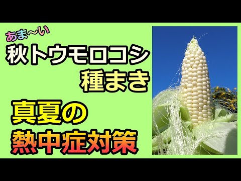 【あま～い 秋トウモロコシの種まき】熱中症対策 家庭菜園28年目  無農薬 半自給自足