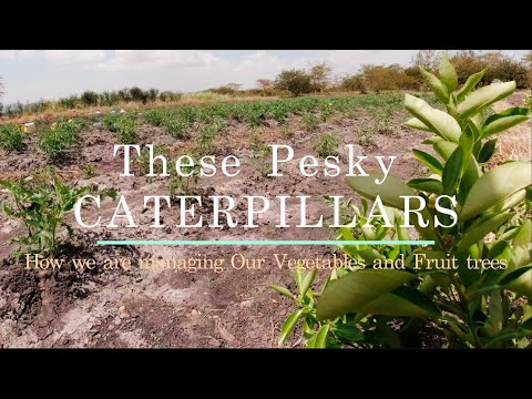 Those PESKY CATERPILLARS - How we are managing Vegetables and Fruit Trees - Part 2 #pests