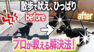 【犬のしつけ】散歩で吠える、ひっぱる犬はコレで解決！【ドッグトレーナー解説】