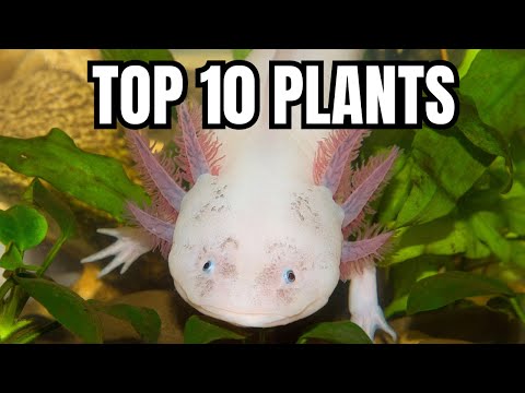 The 10 BEST Plants For Axolotl Tanks