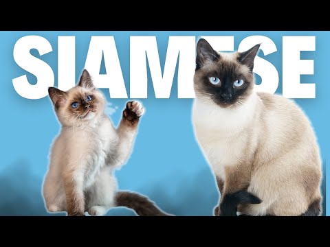 Siamese Cat 101 - Everything You Need To Know About This Unique Breed