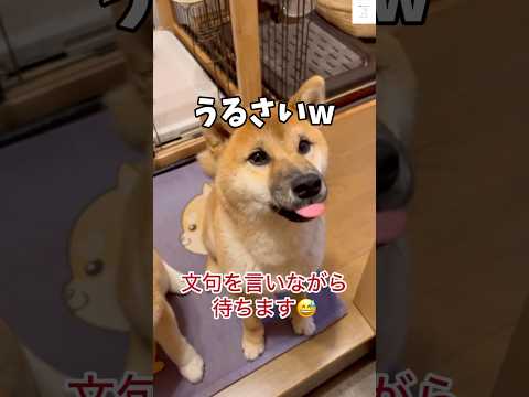 文句言いながら『待て』してる子犬が面白い😂　#子犬　#犬　#柴犬　#おもしろ #面白い