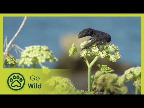 Evolution in Isolation | Go Wild