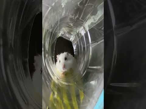 Hamster escapes the Rainbow maze Part  1 #shorts