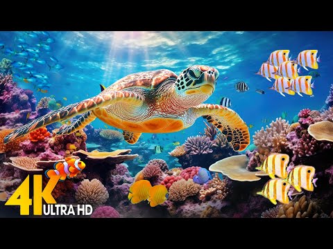 Ocean 4K - Sea Animals for Relaxation, Beautiful Coral Reef Fish in Aquarium(4K Video Ultra HD) #181