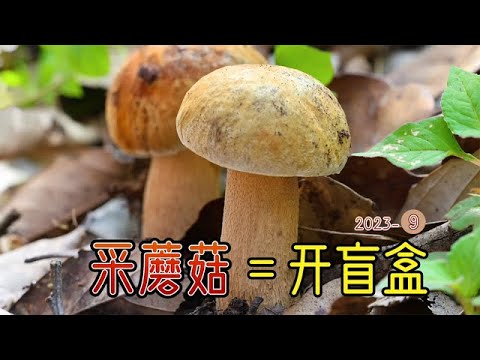 今天的蘑菇全是挖出来的！真正考眼力的时候到了