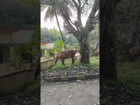 Horses on the roads of Mysore