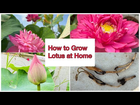 How To Grow Lotus on your Terrace Garden | How to Grow Lotus in Pot 🪷🪷