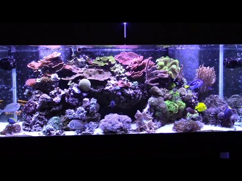 How I Keep 8 Tangs in My Reef Tank