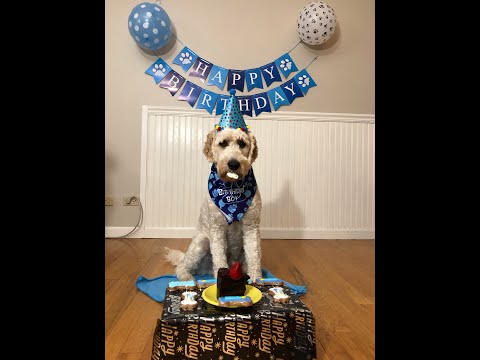 【Goldendoodle in US】First Birthday! #shorts